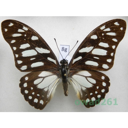 Graphium leonidas (Fabricius, 1793) C.A.R. 77mm8g